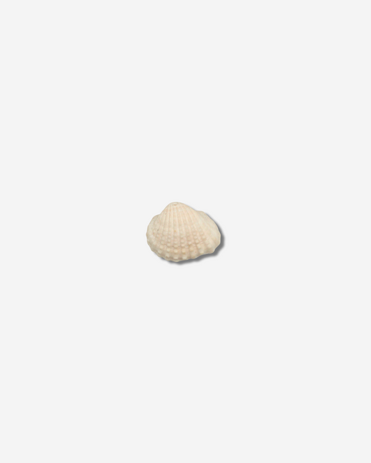Bedel ketting/ armband - natuurschelp